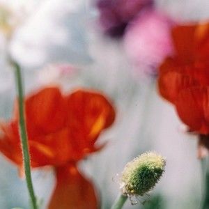 Meet your Posher, Grace